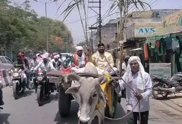 ନାମାଙ୍କନ ପାଇଁ ବଳଦଗାଡ଼ିରେ ପହଞ୍ଚିଲେ ପ୍ରାର୍ଥୀ: ଭିଡ଼ିଓ ଭାଇରାଲ