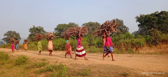 ଝରିଗାଁ ବ୍ଳକରେ ବାଟବଣା ଉଜ୍ଜଳା ଯୋଜନା: ଗରିବ ହିତାଧିକାରୀଙ୍କୁ ଜଙ୍ଗଲ କାଠ ଭରସା