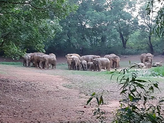 ରାସ୍ତାପାର୍ଶ୍ୱରେ ବୁଲୁଛନ୍ତି ୪୬ଟିକିଆ ହାତୀପଲ, ଦେଖିବାକୁ ଲୋକଙ୍କ ଭିଡ଼