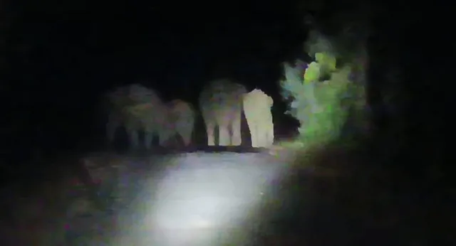 ପୋଖରୀରେ ଖେଳକୁଦ କଲେ ହାତୀପଲ, ଭୟରେ ଶୋଇପାରିଲେନି ଗ୍ରାମବାସୀ ଓ ବନ ବିଭାଗର କର୍ମଚାରୀ