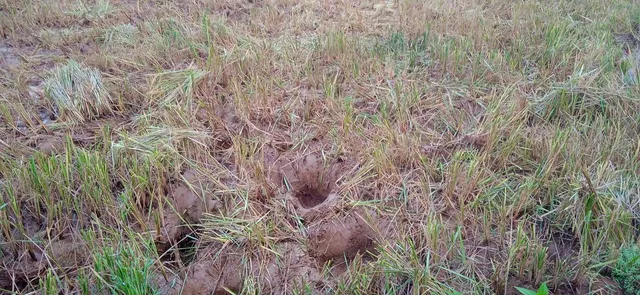 ଦନ୍ତାହାତୀ ଆକ୍ରମଣରେ ଯୁବକ ଗୁରୁତର; ବ୍ୟାପକ ଫସଲ ନଷ୍ଟ, ଲୋକେ ଆତଙ୍କିତ