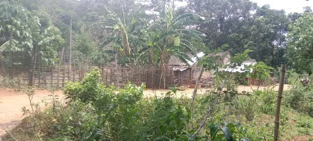 ଗ୍ରାମବାସୀଙ୍କୁ ଘାରିଛି ହାତୀ ଭୟ: ଗାଁରେ ସୋଲାର ଲାଇଟ ଲଗାଇବା ପାଇଁ କଲେ ଦାବି