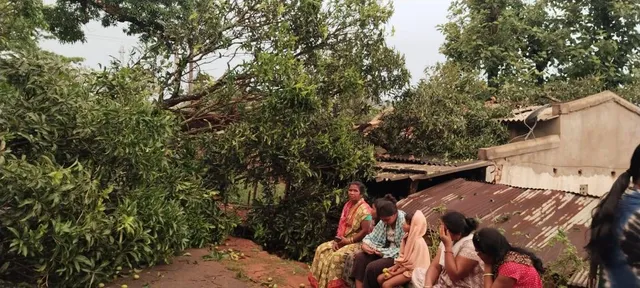 କାଳବୈଶାଖୀ ରଚିଲା ତାଣ୍ଡବ: ଭାଙ୍ଗିଲା ବିଶାଳ ଆମ୍ବ ଗଛ