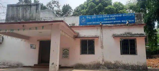 ଗାଈ, ଛେଳି, ମେଣ୍ଢା, ଘୁଷୁରି ପାଇଁ ଡାକ୍ତର ଅଭାବ: ୧୬୭ କର୍ମଚାରୀ ଦରକାର ପଡୁଥିବା ବେଳେ ଅଛନ୍ତି ମାତ୍ର ୬୨