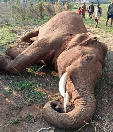 ବନ୍ତଳା ବନାଞ୍ଚଳରେ କରେଣ୍ଟ ଦେଇ ପୁଣି ହାତୀକୁ ହତ୍ୟା