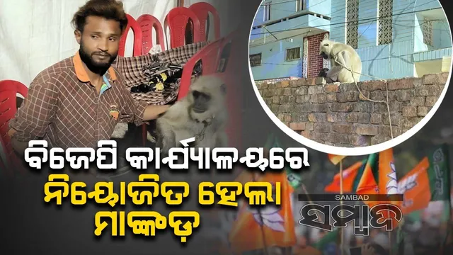 ବିଜେପି କାର୍ଯ୍ୟାଳୟରେ ନିୟୋଜିତ ହେଲା ମାଙ୍କଡ଼: ମାସକୁ ଦରମା ୩୦ହଜାର ଟଙ୍କା