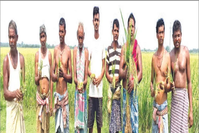 ଧୋକା ଦେଲା ସରକାରୀ ବିହନ: ଅଗାଡ଼ି ହେଲାଣି ବୀଣା ଧାନ