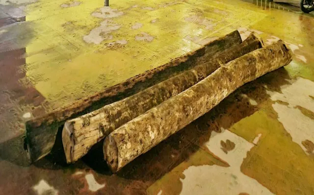 ଆଜି ରଥ ନିର୍ମାଣ ଅନୁକୂଳ: ୪ଟାରେ ମହାପ୍ରଭୁଙ୍କ ଆଜ୍ଞାମାଳ ବିଜେ