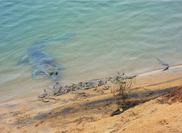 ସାତକୋଶିଆରେ ୩୫ ଘଡ଼ିଆଳ ଶାବକଙ୍କ ଜନ୍ମ: ୪ ବର୍ଷରେ ଜନ୍ମନେଲେଣି ୧୨୮