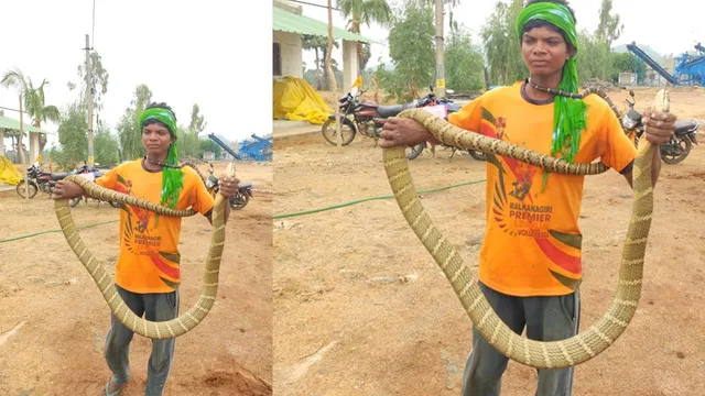 ବିଲୁପ୍ତପ୍ରାୟ ଅହିରାଜ ଉଦ୍ଧାର; ସ୍ବାସ୍ଥ୍ୟ ପରୀକ୍ଷା ପରେ ଜଂଗଲରେ ଛଡ଼ାଗଲା