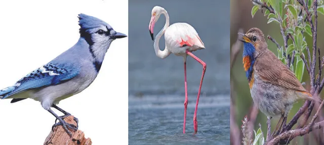 ପରଦେଶୀ ଚଢ଼େଇ