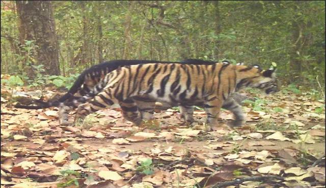 ଓଡ଼ିଶା ଜଙ୍ଗଲରୁ ଆସିଲା ଖୁସି ଖବର: ଶିମିଳିପାଳରେ ପାଖକୁ ପାଖ ଚାଲୁଛନ୍ତି ଦୁଇ ପ୍ରଜାତିର ବାଘ