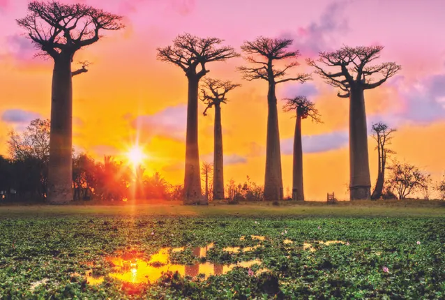 ସହସ୍ରାଧିକ ବର୍ଷ ବଞ୍ଚେ ବାଓବାବ