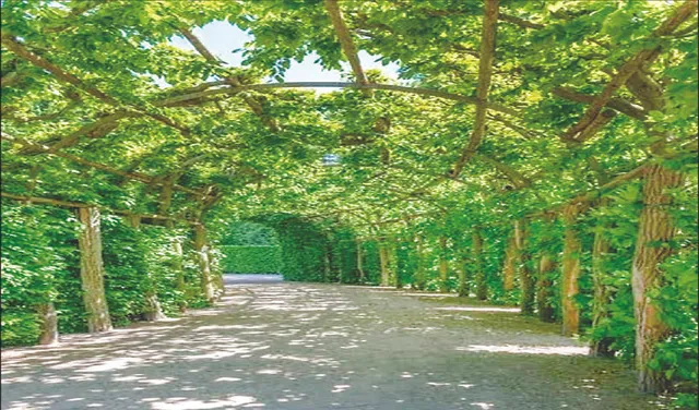 ଟ୍ରାଫିକ୍‌ ଛକରେ ଆଶ୍ବସ୍ତି ଦେବ ଗ୍ରିନ୍‌ ଟନେଲ୍‌! ଅସ୍ଥାୟୀ ଟେଣ୍ଟ୍‌ ବଦଳରେ ଗଛ ଲଗାଯାଉ