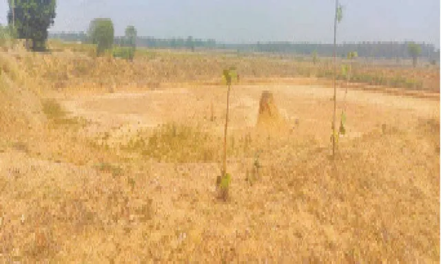 ଉପକୂଳିଆ ନୀତିରେ ପଶ୍ଚିମ ଓଡ଼ିଶାର ଚାଷୀ ହନ୍ତସନ୍ତ: ୬ ଫୁଟ୍‌ ଗଭୀରତାରେ କ’ଣ ପାଣି ରହିବ?