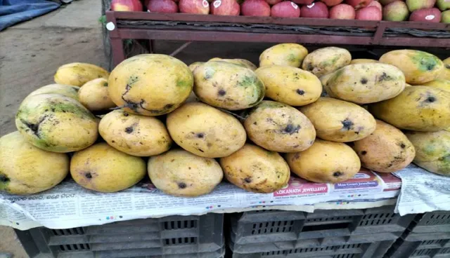 ଆମ୍ବ ପଚାଇବାରେ ବ୍ୟବହାର ହେଉଛି ରାସାୟନିକ ପଦାର୍ଥ: ମାରାତ୍ମକ ରୋଗ ଆଣୁଛି ମିଠା ଜହର