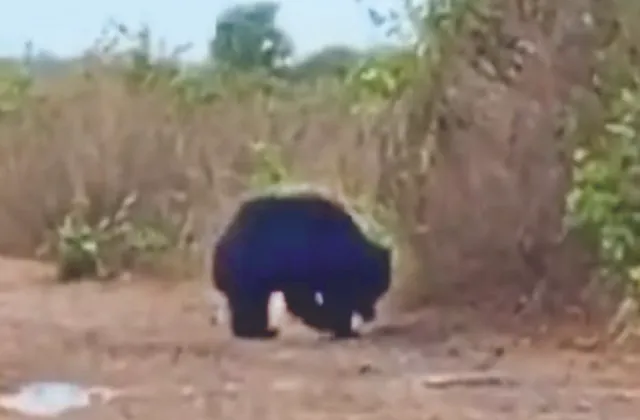 ନିଶାସକ୍ତ ଭାଲୁ ଗାଁ ଛାଡ଼ୁନାହାନ୍ତି