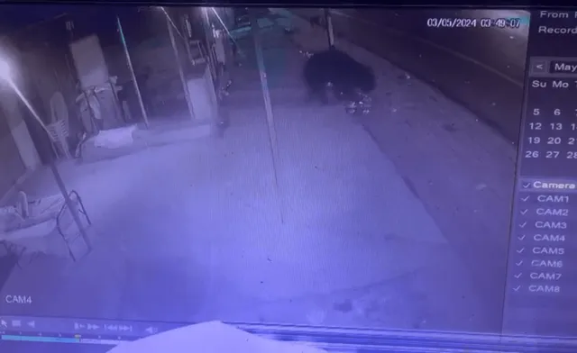 ରାତିରେ ରଣ୍ଡାପାଲ୍ଲୀ ଓ ସାନକାଉଡିରେ ବୁଲୁଛି ଭାଲୁ