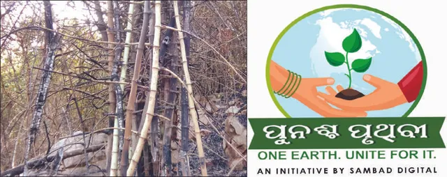 ସତ୍ତା ହରାଇଲା ବାଉଁଶ ସଂରକ୍ଷଣ ଯୋଜନା: ଉଜୁଡ଼ିଗଲା ନଗଡ଼ା ବାଉଁଶ ବଣ