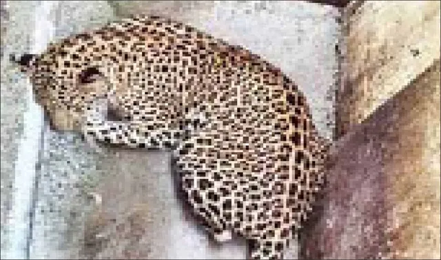 ବାରିପଦା ସହରରେ ପଶିଲା ବାଘ