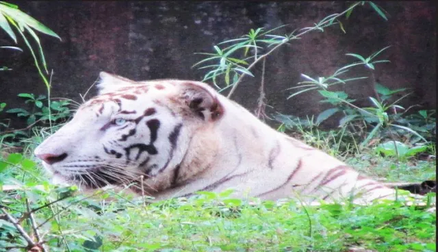 ଡେରାଡୁନ୍‌ ଯିବ ଧଳାବାଘ: ବଂଶ ବୃଦ୍ଧି ପାଇଁ ନନ୍ଦନକାନନ ଆସିବେ କଲରାପତରିଆ