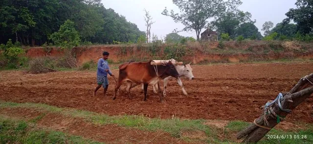 ପ୍ରାକ ମୌସୁମୀ ବର୍ଷା ପରେ ଝରିଗାଁ ବ୍ଳକରେ ଚାଷ କାମ ଆରମ୍ଭ