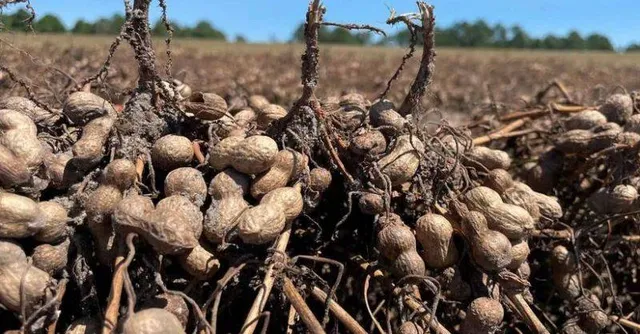 ସରକାର କିଣିଲେନି, ବେପାରୀ ନେଉନାହାନ୍ତି: ଚିନ୍ତାରେ ଚିନାବାଦାମ ଚାଷୀ