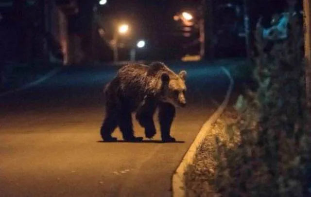 ଉମରକୋଟରେ ରାତିରେ ବୁଲୁଛି ଭାଲୁ