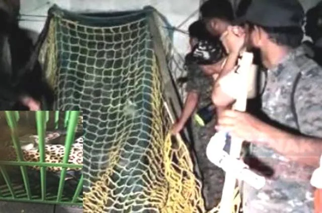 ଧରାପଡ଼ିଲା ବାଘ: କାବୁ କଲା ଟ୍ରାଙ୍କୁଲାଇଜର ଟିମ୍