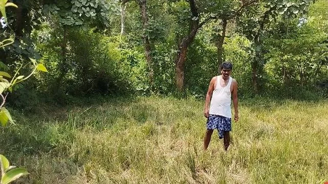 ନିଦ ହଜାଇଲେଣି ହାତୀପଲ: ପୁଣି ଉଜାଡ଼ିଲେ ଧାନ ଫସଲ