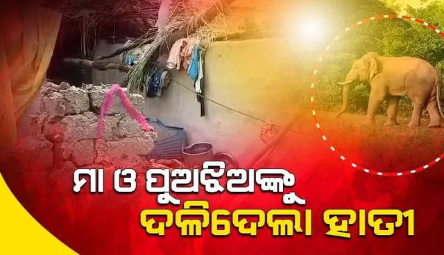 ବରଗଡ଼ରେ ଚାଞ୍ଚଲ୍ୟ: ଗୋଟିଏ ପରିବାରର ତିନିଜଣଙ୍କୁ ଦଳିଦେଲା ହାତୀ