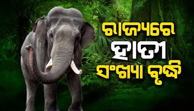 ରାଜ୍ୟରେ ହାତୀ ସଂଖ୍ୟା ୨୦୯୮, ପାଞ୍ଚ ବର୍ଷରେ ୪୦୩ ଗଜରାଜଙ୍କ ମୃତ୍ୟୁ