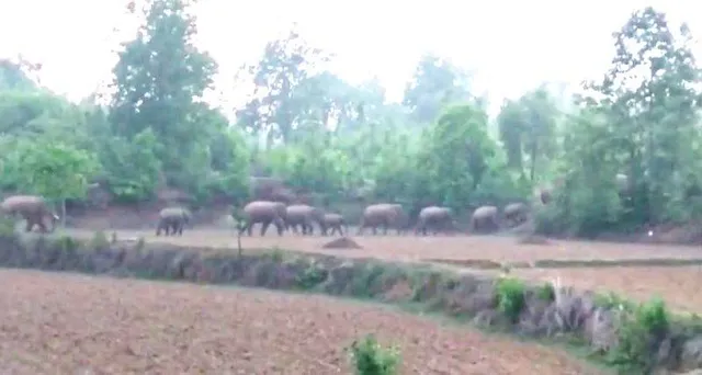 ଝାଡଖଣ୍ଡୀ ହାତୀପଲଙ୍କ ଉପଦ୍ରବ: ଘରଦ୍ୱାର ଭାଙ୍ଗି ଖାଇଲେ ଧାନ ଚାଉଳ