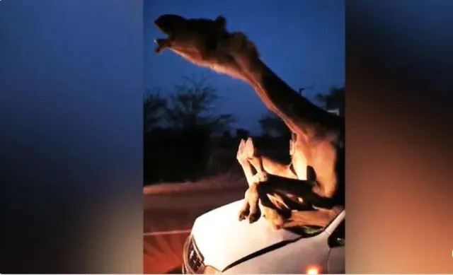 ରାଜସ୍ଥାନ: କାର୍‌ ଭିତରେ ଫସିଗଲା ଓଟ