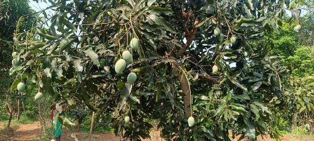 ଫଳ ଚାଷ କରୁଛି ଆତ୍ମନିର୍ଭରଶୀଳ: ଦେଶର ବିଭିନ୍ନ ଅଞ୍ଚଳକୁ ପଠାନ୍ତି ଆମ୍ବ