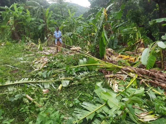 ରଜରେ ବନସ୍ତେ ନୁହେଁ, ଜନବସତିରେ ଗଜ