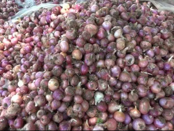 ନୂଆପଡ଼ା ଜିଲ୍ଲାରେ ପିଆଜ ଗୋଦାମ ପାଲଟିଛି ଗୁହାଳ, ଚାଷୀ ପାଉନି ଉଚିତ ମୂଲ୍ୟ