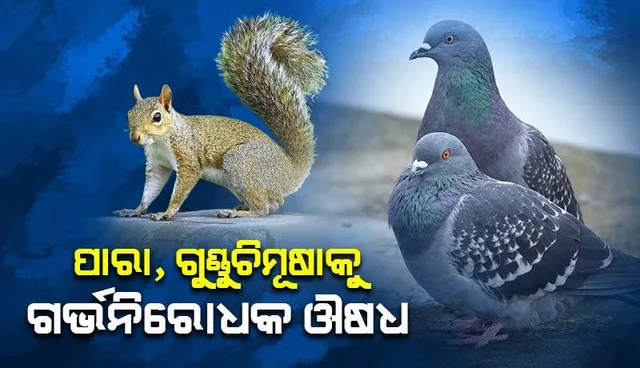 ପାରା, ଗୁଣ୍ଡୁଚିମୂଷାଙ୍କୁ ଦିଆଯିବ ଗର୍ଭନିରୋଧକ ଔଷଧ
