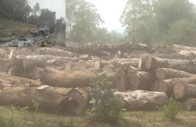 ବିକାଶ ନା ବିନାଶ? ରାସ୍ତା ପ୍ରଶସ୍ତୀକରଣ ନାଁରେ କାଟିଦେଲେ ୩ ହଜାର ଗଛ ନିଗମକୁ ନନେଇ ପୋଡ଼ିଦେଲେ