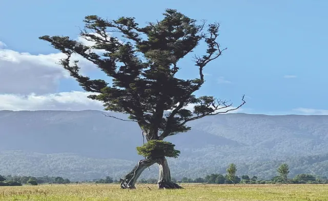 ଚଳନ୍ତି ବୃକ୍ଷକୁ ବିରଳ ସମ୍ମାନ