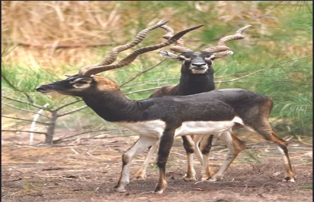 ବାଲୁଖଣ୍ଡରେ ଡିଆଁମାରିଲେ ୧୦ କୃଷ୍ଣସାର: ଉଦ୍ୟମକୁ ପରିବେଶବିତ୍‌ଙ୍କ ସ୍ୱାଗତ