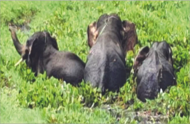 ପରିବାରର ୩ଜଣଙ୍କୁ ଦଳିଦେଲା ହାତୀ