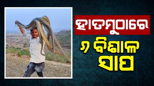 ଲୋମଟାଙ୍କୁରା ଘଟଣା: ‌ଦଉଡ଼ି ଭଳି ହାତ ମୁଠାରେ ୬ଟିବିଶାଳ ସାପକୁ ଧରି ଖେଳୁଛନ୍ତି ଯୁବକ