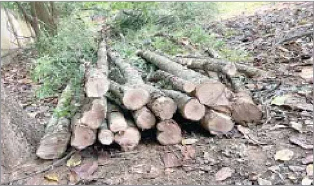 ବିକାଶ ନାଁ’ରେ ବିନାଶ: କୋଠା ପାଇଁ ବଳିପଡ଼ିଲା ୬୦ଗଛ