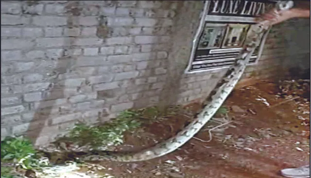 ଆପାର୍ଟମେଣ୍ଟରେ ଅଜଗର