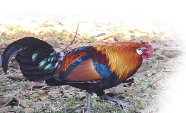 ପରିବେଶ ସନ୍ତୁଳନ ରକ୍ଷା କରୁଛି ଶିମିଳିପାଳର ବନ୍ୟ କୁକୁଡ଼ା