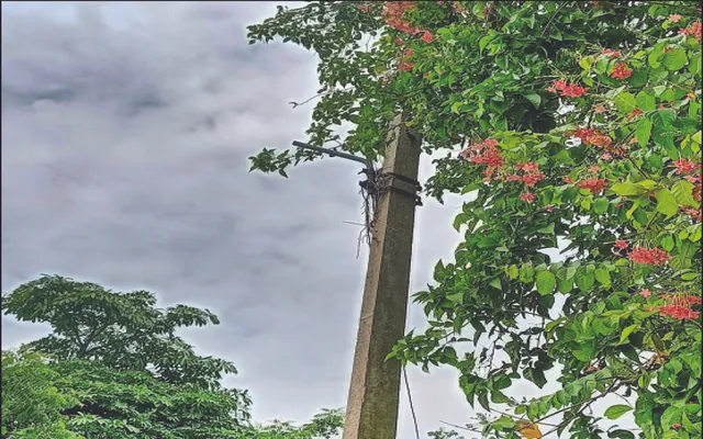 ଏତଲା ଦେଉନି ବିଏମ୍‌ସି: ସବୁ ଖୁଣ୍ଟିରୁ ନେଇଗଲେ ଲାଇଟ୍‌