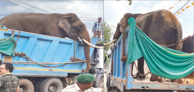 ମହେନ୍ଦ୍ର ଓ ରାଜକୁମାର ଫେରିଲେ: ବାଘୁଣୀ ସୁନ୍ଦରୀର ସୁରକ୍ଷା ପାଇଁ ଯାଇଥିଲେ ସାତକୋଶିଆ
