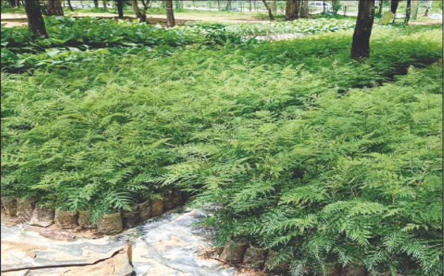 କେନ୍ଦୁଝରରେ ହେବ କଫି ଚାଷ: ୧୨୦୦ ଏକର ଜମିରେ ଲାଗିବ ସିଲଭର ଓକ୍‌