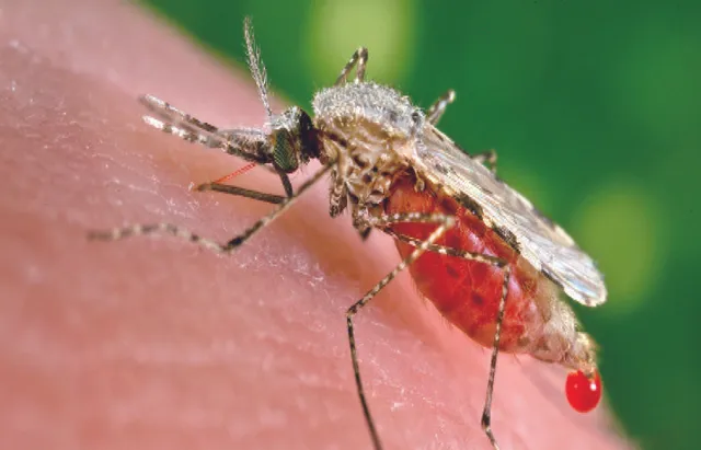 ଚଳନ୍ତିକା: ମଶାକୁ ଦମନ କରିବ ମଶା